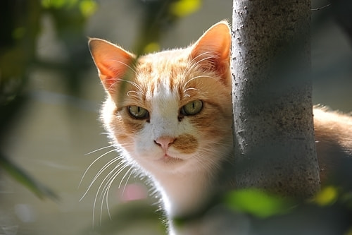 cat